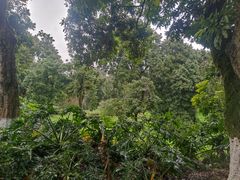 -张坝桂圆林公园