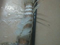 筷子甘长的长爪有膏濑尿虾-浪琴湾尾角仔海鲜坊