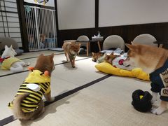 -逗柴咖啡屋·狗咖猫咖宠物桌游
