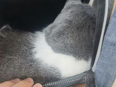 -福懋动物医院·犬猫全科·外科·重症科(杏林分院)