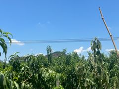 -老袁家蜜桃农场·阳山水蜜桃
