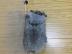 拿屁股对着我-瑞派福兴宠物医院犬猫全科·骨科·中西医结合(河东店)