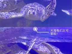 -海合安武汉极地海洋公园