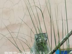 -青藏高原野生动物园