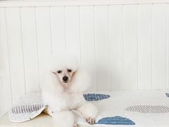 -BABYDOG宝贝狗宠物乐园(欧洲城店)