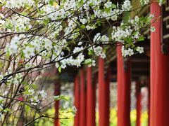 -南汇桃花村