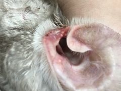 -雨林宠物医院 非犬猫异宠专科