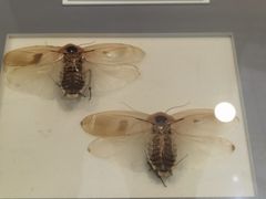 -上海昆虫博物馆