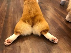 -柯斗斗主题餐厅·狗咖·围炉煮茶·茶饮(国瑞升平里店)