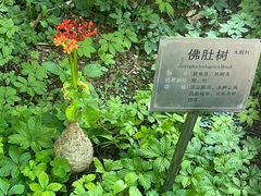 -广州神农草堂中医药博物馆