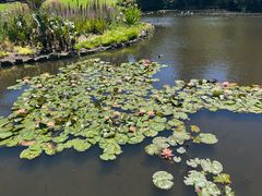 -墨尔本皇家植物园