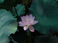 -西湖公园(鼓楼区)