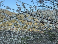 -广州市流溪河国家森林公园