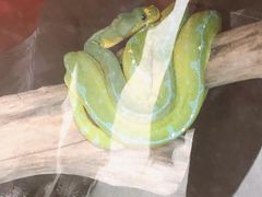 -上海大自然野生昆虫馆(东方明珠·爬宠昆虫探索中心)