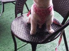 -爱侣宠医·鹦鹉专科·小型哺乳类·异宠专科(灵石路店)