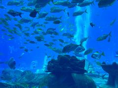 -亚特兰蒂斯•OSSIANO奥西亚诺海底餐厅