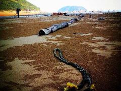 -北岐滩涂