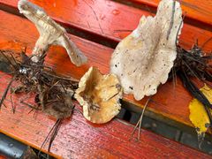 -五营红松林海景区