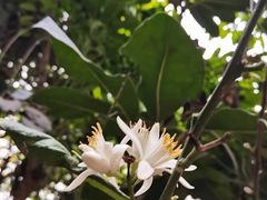 -呀路古热带植物园