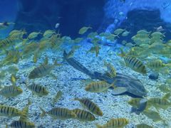 -泉城欧乐堡海洋极地世界