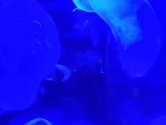 -芜湖新华联大白鲸海洋公园