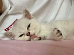 -Bastet sally猫舍购宠(静安店)