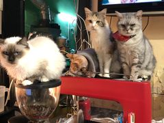 -猫色咖啡·猫咖