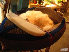 -Babycat私家御饼屋(龙头路一店)