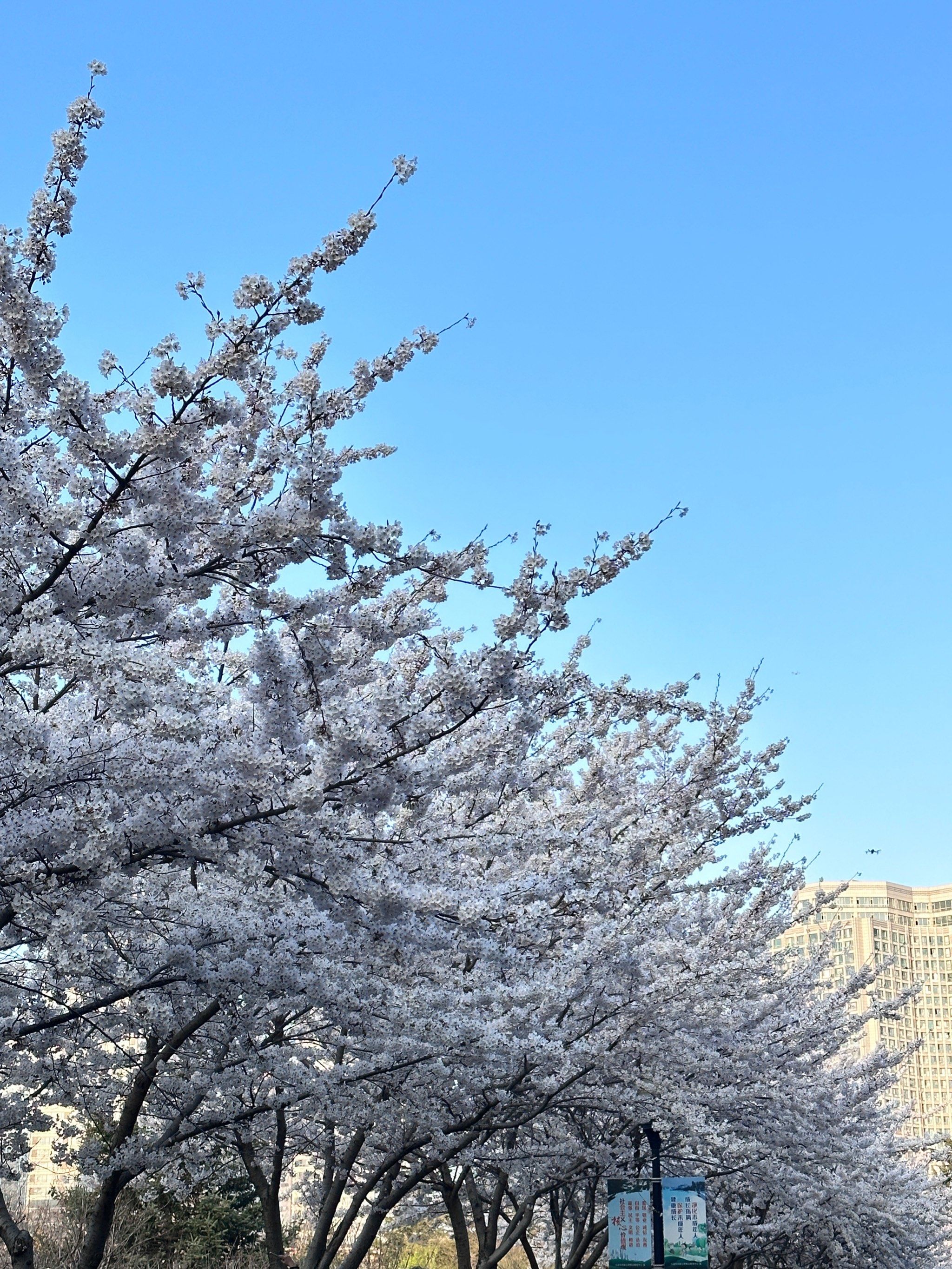 属于大连的樱花