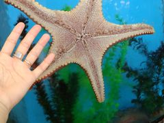 -鲤鱼门海鲜街