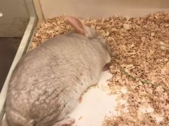 -龙猫仔乐园(惠福东路店)