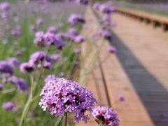 -汉长安城未央宫国家考古遗址公园