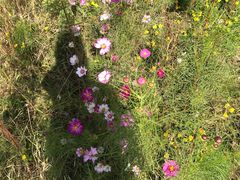 -大兴滨河森林公园