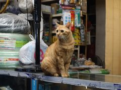 -长平老姿娘夜粥(平东一街店)