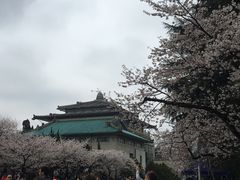 -武汉大学-樱园