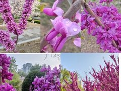 -海棠花溪(元大都城垣遗址公园)