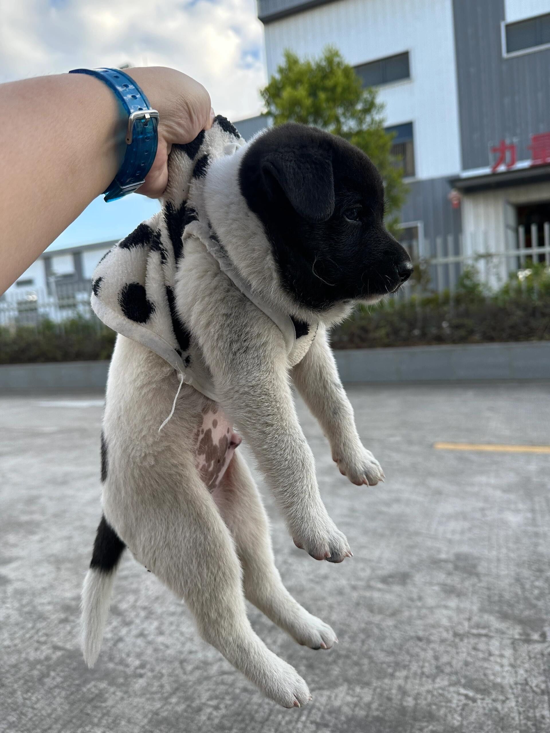 土匪黑白配丝袜小狗照片