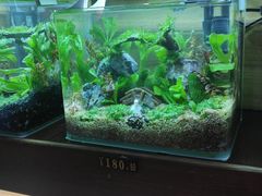 -花鸟鱼虫鲜花绿植市场(玉泉路店)