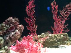 -暹罗海洋世界