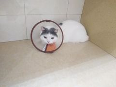 -瑞鹏宠物医院·骨科·猫科·内科(第一中心)