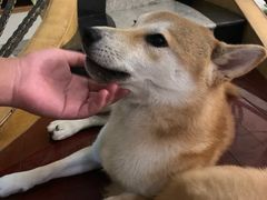 -喜柴咖啡·柴犬狗咖