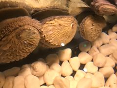 -羽山料理
