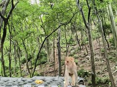 -黔灵山公园