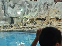 -帝企鹅自助餐厅•儿童岛•真企鹅(长隆企鹅酒店)