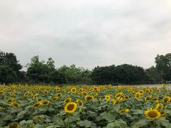 -松山湖梦幻百花洲