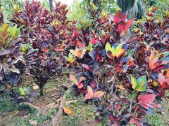-中国科学院西双版纳热带植物园