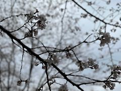 -顾村公园
