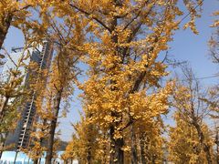 -百林公园-两江幸福广场