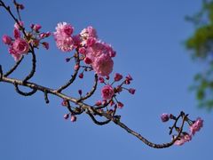 -天适樱花悠乐园