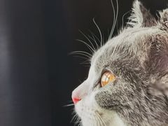 -宠爱国际动物医院· 猫科· 外科·中兽医(长白店)